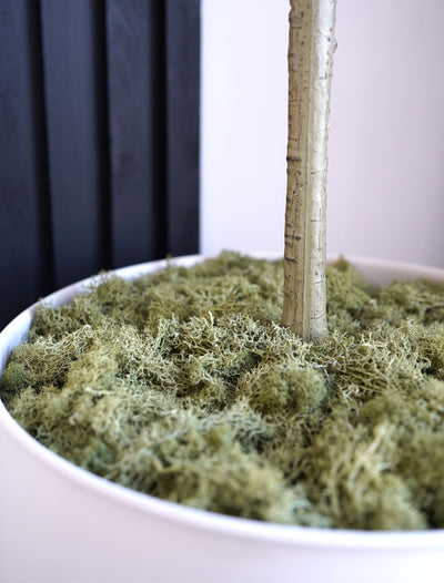 Stabilised Moss – Dark Green (200 g)