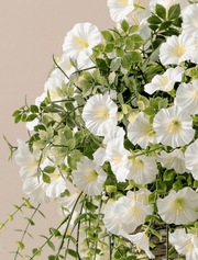 Cesta colgante de petunias de exterior – Blanco