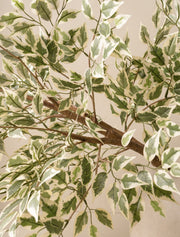 Grandes branches de ficus Anastasia artificiel (2 branches)